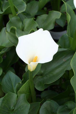 Common Calla Lily